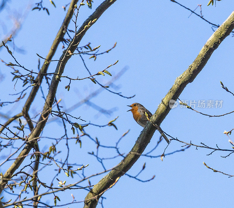 知更鸟(c. Erithaeus rubecula)在春天的树枝上